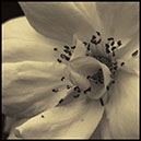 %_tempFileNamee138a-ph%
